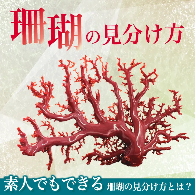 【珊瑚の見分け方】素人でもできる珊瑚の見分け方とは？