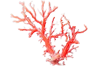 赤珊瑚買取