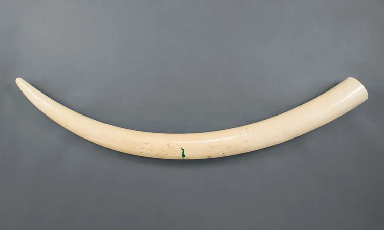 象牙 一本牙