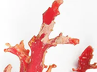 査定ポイント2.ヒ、フ、ムラの確認